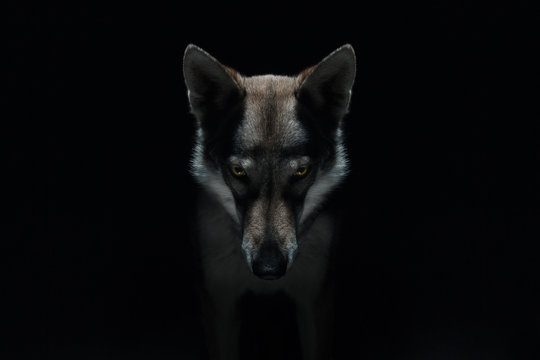 Wolf in different perspectives on dark blue background © MT-R
