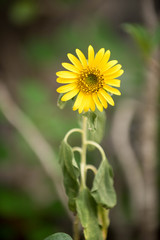 Close up of sunflower, Sunflower flower of summer in field, sunflower natrue background