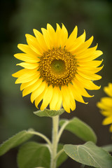 Close up of sunflower, Sunflower flower of summer in field, sunflower natrue background