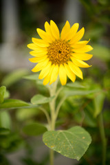 Close up of sunflower, Sunflower flower of summer in field, sunflower natrue background