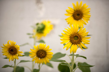 Close up of sunflower, Sunflower flower of summer in field, sunflower natrue background