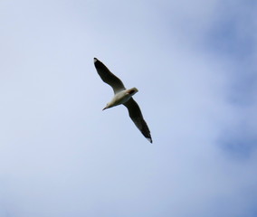Seagull in full flight in a Melbourne Park 