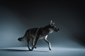 Wolf in different perspectives on dark blue background