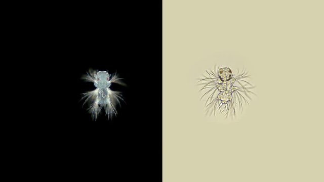 metatrochophore larva under microscope, Polychaeta worm of the genus Nereis, family Nereididae, inhabitant of sea waters, frequent diet of sturgeon