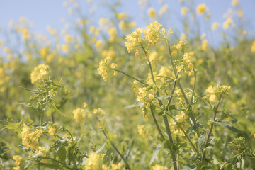 菜の花