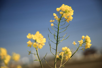 菜の花