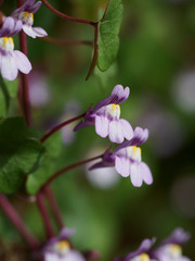 つる性のツタバウンラン