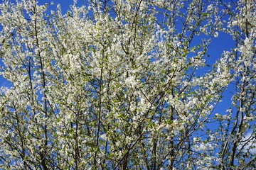 Blühender Mirabellenbaum im Sonnenlicht