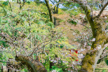 Fototapeta premium 東京都文京区後楽園の日本庭園の咲き始めた桜