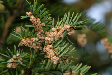 Pollen / Blütenstaub an einer Eibe (lat. Taxus baccata)