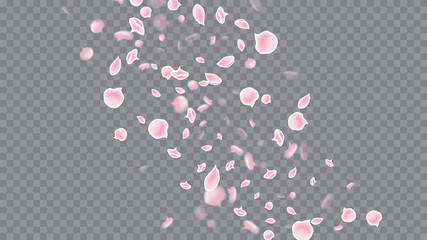 Rose on Transparent. Modern Closeup For Concept Design. Retro Flying Petals. Colorful Poster On Soft Transparent Background.