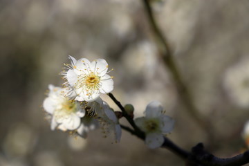 白梅