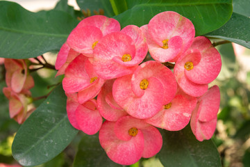 Euphorbia milli or Crown of thorns flower