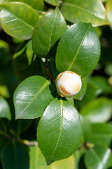 FLowers of camellia japonica Duchesse de berry