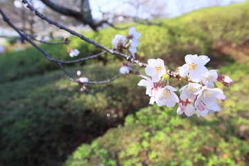 cherry blossom in spring