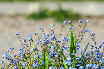 Group of many small blue forget me not or Scorpion grasses flowers, Myosotis, in a garden in a sunny spring day, beautiful outdoor floral background photographed with soft focus