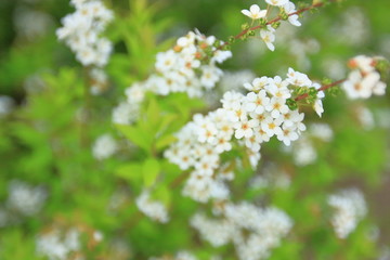 white flowers of a tree in spring