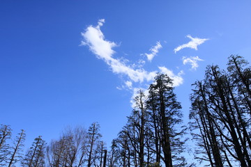 trees in the blue sky