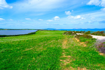 Fototapeta na wymiar Green meadow by the sea in Fiume Santo shore