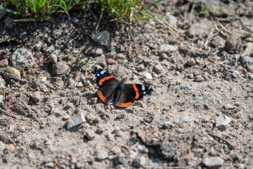 Vanessa atalanta (Admiral) im Detail ausgebreitet