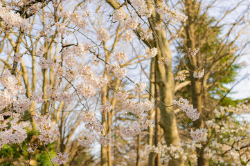 東京都新宿区の公園の夕方のの桜