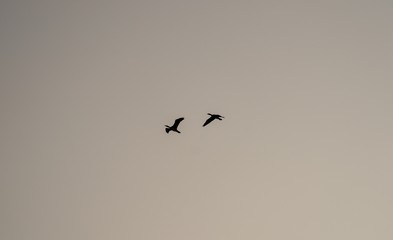 Zwei Kraniche auf Überflug in Abendlicht