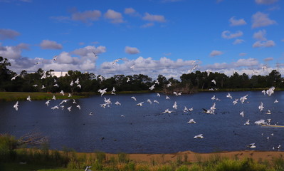 Birds in a Melbourne Park flocking to eat 