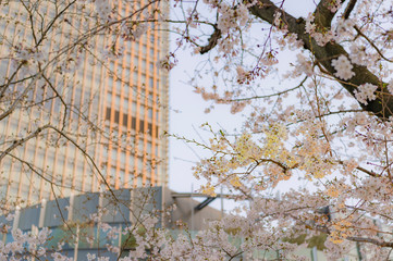 東京都港区六本木の都会に咲くと桜