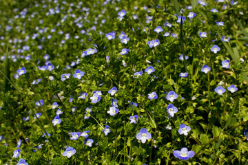 Obraz na płótnie Canvas carpet of first spring blue flowers under sun light on green grass lawn background