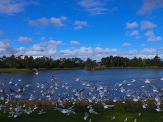 Birds in a Melbourne Park flocking to eat 