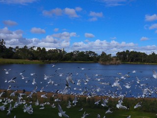 Birds in a Melbourne Park flocking to eat 