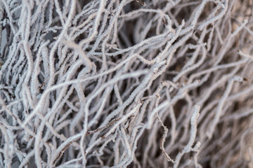 White twigs covered with hoarfrost