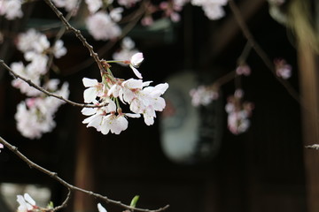 神社で咲く桜