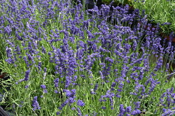 Many small blue lavender flowers in a sunny summer day in Scotland, United Kingdom, with selective focus, beautiful outdoor monochrome floral background