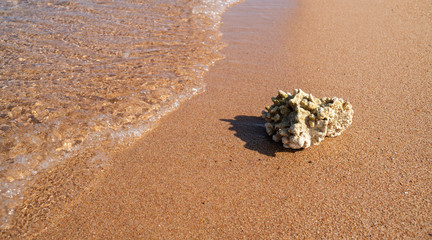 Dead coral on wet sand near sea wave 