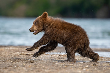 The young Kamchatka brown bear, Ursus arctos beringianus catches salmons at Kuril Lake in Kamchatka, running and playing in the water, action picture