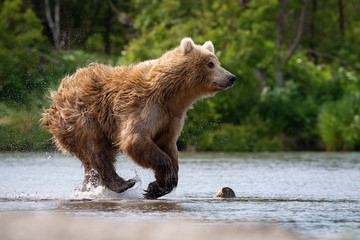Obraz premium The&nbsp;Kamchatka&nbsp;brown&nbsp;bear, Ursus arctos beringianus catches salmons at Kuril Lake in Kamchatka, running in the water, action picture