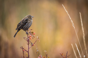 The red-winged blackbird, Agelaius phoeniceus The bird is perched on the branch in nice colored environment America Yellowstone Wildlife nature scene. ..