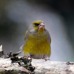 Greenfinch male portrait closeup