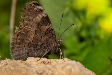 Peacock butterfly (inachis io) - on a yarrow.