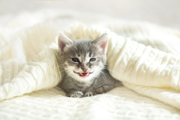 cute gray cat kitten smiling lies on a white plaid looking at the camera