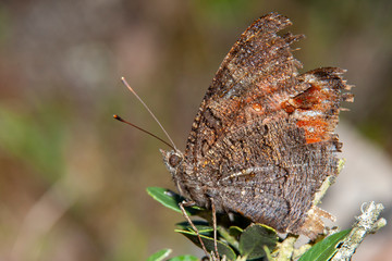 Peacock butterfly (inachis io) - on a yarrow.