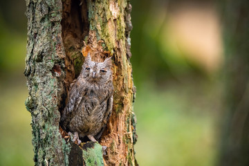 The Eurasian scops, Otus scops The bird is perched on the tree trunk in bright colored autumn forest Europe Czech Republic Pretty colorful contrasting backround with nice bokeh orange oak leaves..