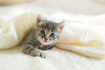 cute gray cat kitten lies on a white plaid looking at the camera