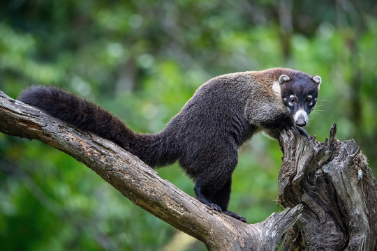 white-nosed-coati-anatomy
