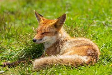A young fox lies in a clearing among green grass on a warm sunny spring day.
