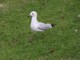 Seagull foraging for food in a Melbourne Park