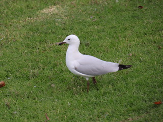 Seagull foraging for food in a Melbourne Park