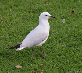 Seagull foraging for food in a Melbourne Park