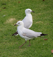 Seagull foraging for food in a Melbourne Park